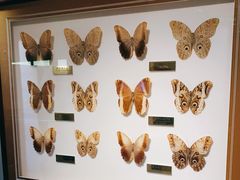 -上海昆虫博物馆