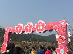 -香雪海