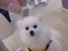 -怪兽屋·羊驼·猫咖·狗咖(俊华广场店)