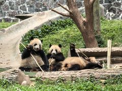 -都江堰中华大熊猫苑