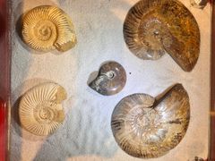 -上海海洋水族馆