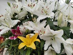 -上海鲜花港