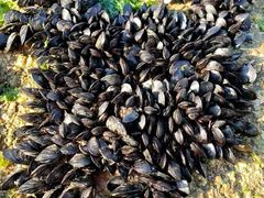 -日照灯塔风景区