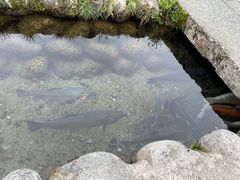 -白川乡与五箇山的合掌构造村落