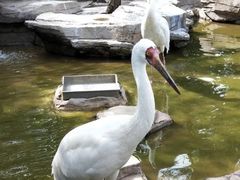 -燕塞湖鸟语林景区