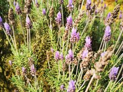 -紫颐香薰山谷景区