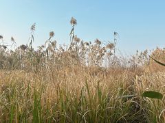 -阳澄湖半岛旅游度假区