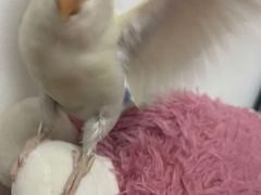 -美联众合动物医院·24h转诊中心