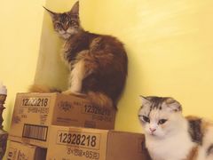 -猫色咖啡·猫咖