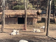 -沈阳森林动物园