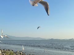 -深圳湾公园(南山区)
