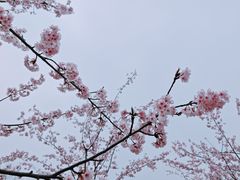 -顾村公园