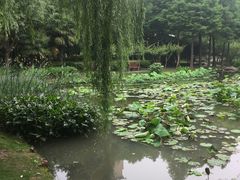 -陈家山荷花公园
