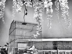iphone_upload_pic-燕庭·纯燕窝·甜品下午茶(南京西路店)