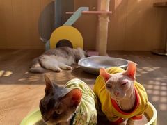-MOCHA明星猫咖(田子坊店)