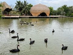 -南沙水鸟世界生态园