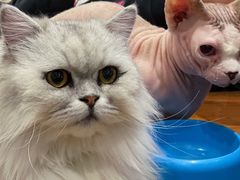 -猫小院猫主题咖啡厅(北锣店)