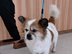 -瑞鹏宠物医院·骨科·猫科·内科(第一中心)
