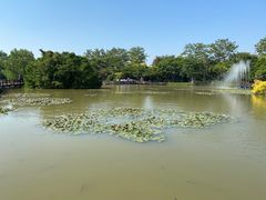 -大湾区中央湿地公园