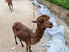 -灵玲国际马戏城
