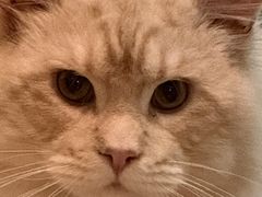 -艾吉宠物医院·疑难杂症转诊中心·猫友好(碧江路院)