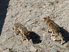 -西霞口神雕山野生动物世界