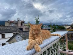 -喵屿·大理花园猫咖