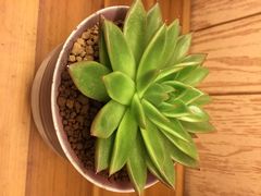 iphone_upload_pic-妃比花艺(光启城时尚购物中心店)