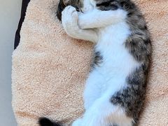 -嘉馨宠物医院·CT影像转诊·心脏科·犬猫全科诊疗中心(下沙大学城院区)