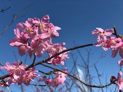 -绵阳盛世樱花悠乐谷