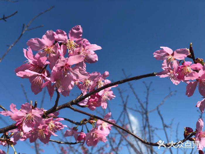 绵阳盛世樱花悠乐谷图片