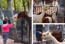 -萌宠亲子动物乐园(槐房万达店)