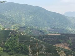 -龙坞茶村