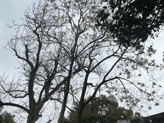 -留园