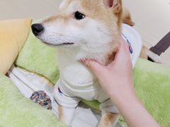 -逗柴咖啡屋·狗咖猫咖宠物桌游