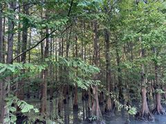 -桤木河湿地公园