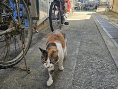 -大澳
