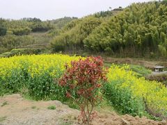 -灵山景区梯田