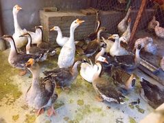 -鱼窝棚柴火铁锅炖(富山屯店)