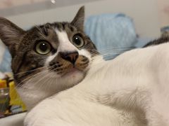 -爱侣宠医·鹦鹉专科·小型哺乳类·异宠专科(灵石路店)