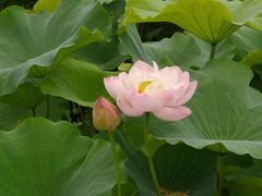-荷塘月色湿地公园·向阳花洲