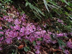 -龙苍沟森林公园