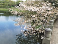 -上海共青森林公园