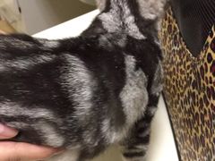 -北京观赏动物医院·24小时大型综合·猫专科·异宠专科