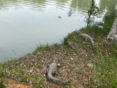 -中国扬子鳄村