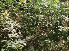 -金稼园·金平湖农家菜
