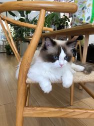 -Sugar苏格婚礼策划工作室