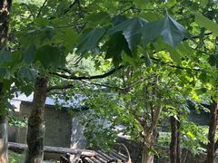 -都江堰中华大熊猫苑