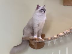 -猫和宫(六道口店)