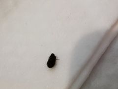 -大吉利·潮汕鲜牛肉火锅(河西店)